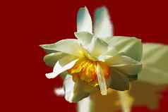 程式化的白色水仙花棕色（的）春天背景