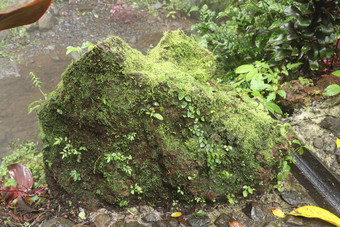 湿博尔德儿子们阿梅塔喷雾瀑布巴厘岛岛印尼棕色（的）石头热带丛林热带植被覆盖潮湿的石头周围的环境自然背景