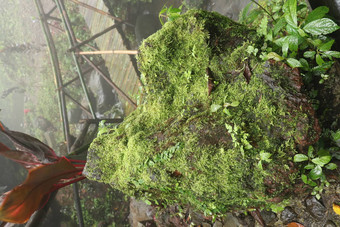 湿博尔德儿子们阿梅塔喷雾瀑布巴厘岛岛印尼棕色（的）石头热带<strong>丛林</strong>热带植被覆盖潮湿的石头周围的环<strong>境</strong>自然背景
