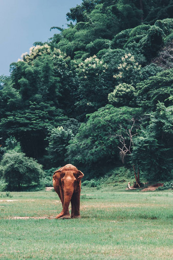 亚洲大象自然深森林泰国