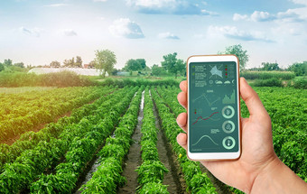 手持有智能手机infographics背景种植园甜蜜的保加利亚贝尔胡椒农业培<strong>养护</strong>理收获农业产品出售