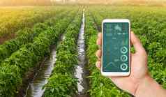 手持有智能手机infographics背景传统的浇水胡椒种植园农业农业培养护理收获农业产品出售