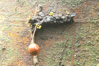 组合成的无花果<strong>水果</strong>成熟树树干<strong>水果</strong>cauliflorous增长习惯拍摄巴厘岛印尼照片热带榕属植物红色的弗瑞茨热带榕属植物杂色<strong>水果</strong>树树干特写镜头