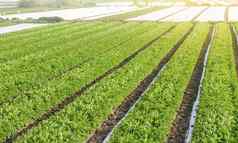 行种植园土豆灌木agrofibre删除agroindustry农业综合企业农业日益增长的食物蔬菜培养护理收获晚些时候春天日益增长的作物农场