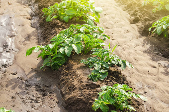 土豆种植园农场场培养护理收获晚些时候春天agroindustry农业综合企业农业日益增长的食物蔬菜有机农业产品浇水灌溉