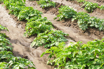 种植园年轻的土豆灌木农场场农业作物蔬菜生产有机农业产品浇水化肥害虫保护agroindustry农业综合企业