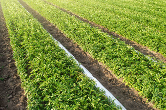 长行种植园土豆灌木agrofibre删除agroindustry农业综合企业农业日益增长的食物蔬菜培养收获晚些时候春天日益增长的作物农场