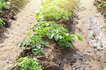 年轻的土豆灌木降落行农场场农业作物蔬菜生产agroindustry农业综合企业有机农业产品浇水<strong>化肥</strong>害虫保护