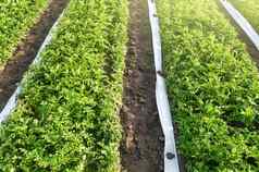 种植园土豆灌木滚白色agrofibre团队债券涂层保护作物坏天气霜技术方法早些时候收获农业行业