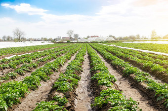 <strong>景观</strong>种植园场年轻的土豆灌木浇水新鲜的绿色绿色agroindustry培养农场日益增长的<strong>蔬菜</strong>种植园肥沃的乌克兰黑色的土壤