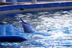 宽吻海豚海豚