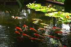 模糊锦 鲤鱼游泳水花园