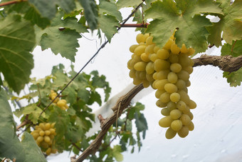 酒葡萄葡萄园特色酒葡萄叶子葡萄葡萄树花园
