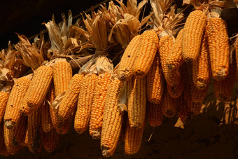 黄色的玉米玉米穗轴干收获玉米
