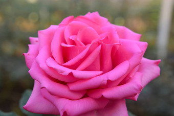 关闭美丽的粉红色的<strong>玫瑰</strong>花
