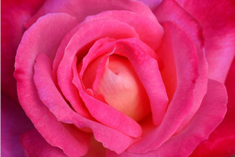 关闭美丽的粉红色的玫瑰花