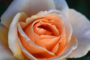 关闭美丽的橙色<strong>玫瑰</strong>花