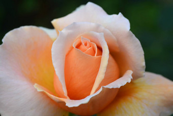 关闭美丽的橙色玫瑰花