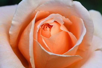 关闭美丽的橙色<strong>玫瑰</strong>花