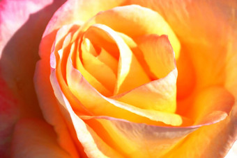 关闭美丽的黄色的<strong>玫瑰</strong>花