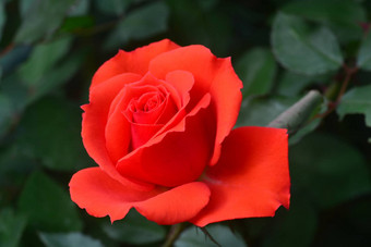 关闭美丽的红色的<strong>玫瑰</strong>花
