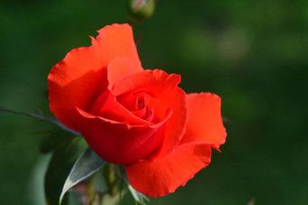 关闭美丽的红色的<strong>玫瑰</strong>花