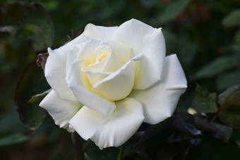 关闭美丽的白色<strong>玫瑰</strong>花