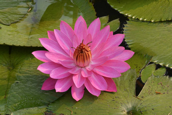美丽的粉红色的热带水莉莉莲花花池塘
