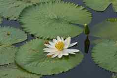 美丽的白色热带水莉莉莲花花池塘