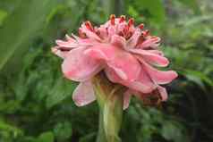 观赏花埃特林加埃拉蒂奥阳光热带花红色的火炬姜姜科美丽的粉红色的花火炬姜丛林植物发现热带森林