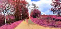 美丽的色彩斑斓的幻想景观亚洲紫色的infr