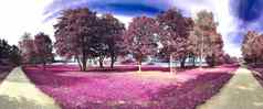 美丽的色彩斑斓的幻想景观亚洲紫色的infr