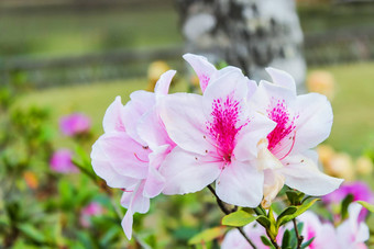 美丽的白色光粉红色的杜鹃花花盛开的冬天季节植物花园受欢迎的旅游目的地北部泰国