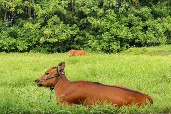 棕色（的）牛谎言绿色场高草年轻的小母牛相机镜头牛肉牛系蓝色的绳子牛纯软头发啃食草地草巴厘岛岛印尼
