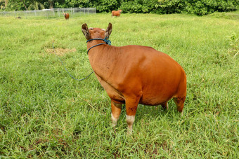 棕色（的）牛站绿色场高草年轻的小母牛周围的牛肉牛系蓝色的绳子牛啃食草地草自然背景项目巴厘岛岛印尼