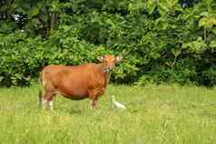 棕色（的）牛站绿色场高草成人小母牛相机镜头牛肉牛系蓝色的绳子擦伤了牛啃食草地草巴厘岛岛印尼