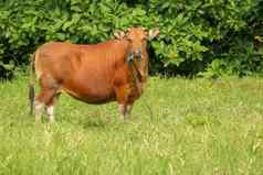 棕色（的）牛站绿色场高草成人小母牛相机镜头牛肉牛系蓝色的绳子擦伤了牛啃食草地草巴厘岛岛印尼