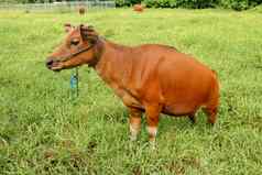 棕色（的）牛站绿色场高草年轻的小母牛相机镜头牛肉牛系蓝色的绳子牛啃食草地草巴厘岛岛印尼