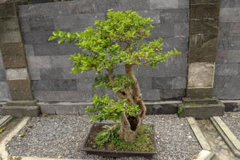 年轻的观赏<strong>盆景</strong>植物能自然石头落叶<strong>盆景</strong>装修石头墙巴厘岛的房子小落叶<strong>盆景</strong>黑色的能建石头黑色的背景