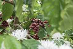 咖啡豆咖啡树咖啡馆种植园
