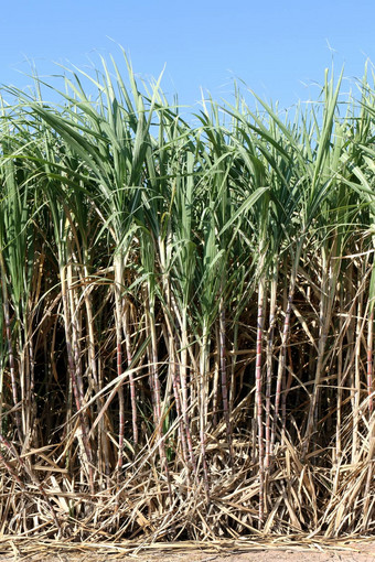 甘蔗植物<strong>成长</strong>场种植园糖狗树农场背景甘蔗场