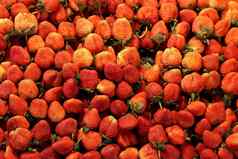 草莓新鲜的背景模式草莓市场农场红色的粉红色的草莓