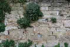 粗糙的岩石砖墙种植草纹理背景