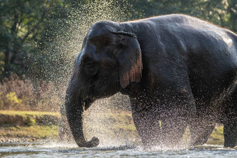 飞溅水大象浴时间