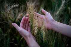 成熟的小麦农民手小麦字段农民手