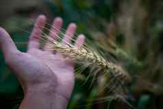 成熟的小麦农民手小麦字段农民手触碰小麦场收获