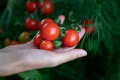 特写镜头农民的手收获番茄花园农民