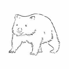 插画袋熊草图孤立的白色背景袋熊向量草图插图
