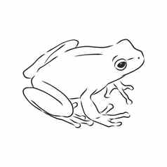 大纲画青蛙孤立的白色青蛙向量草图插图