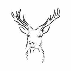 鹿肖像手画向量插图分别设计肖像鹿鹿头向量草图插图